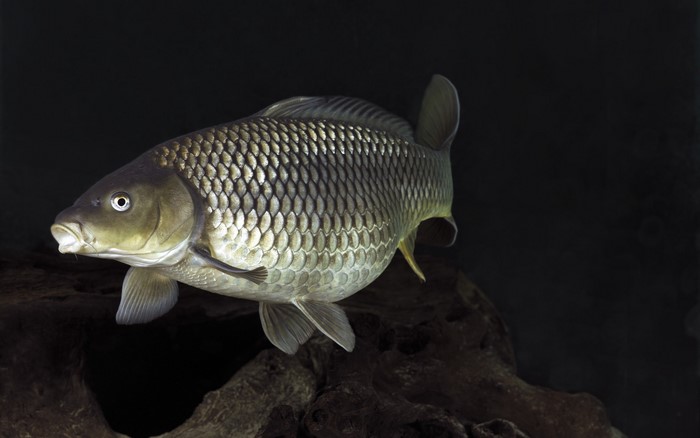 Mirror carp swimming underwater