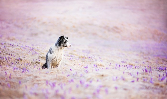 4K Border Collie dog sitting in a field of purple flowers