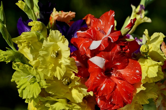 4K Gladioluses Closeup