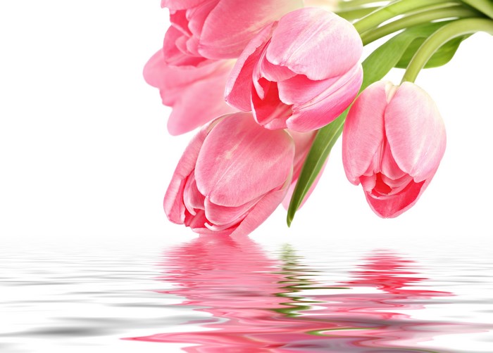 Pink Tulips Reflected in Water