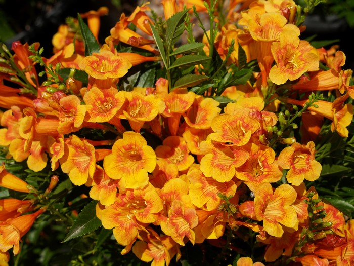 Close-up of orange trumpet flowers