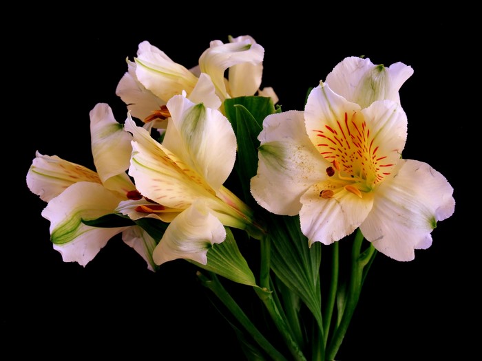 Close-up of white Alstroemeria flowers