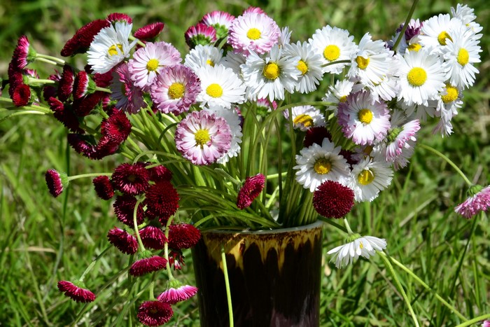 Vibrant Bellis Flowers in a Vase Outdoors