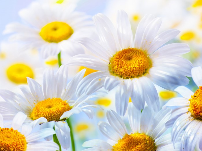 Close-up of white daisies with yellow centers