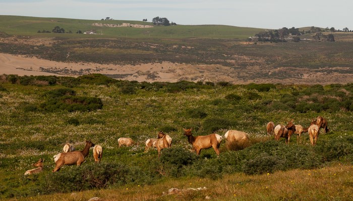 Herd of elk grazing in a grassy field in California