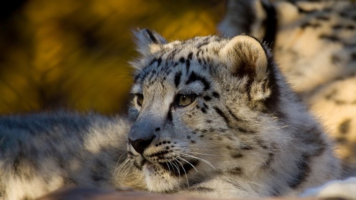 Close-up of a young snow leopard cub