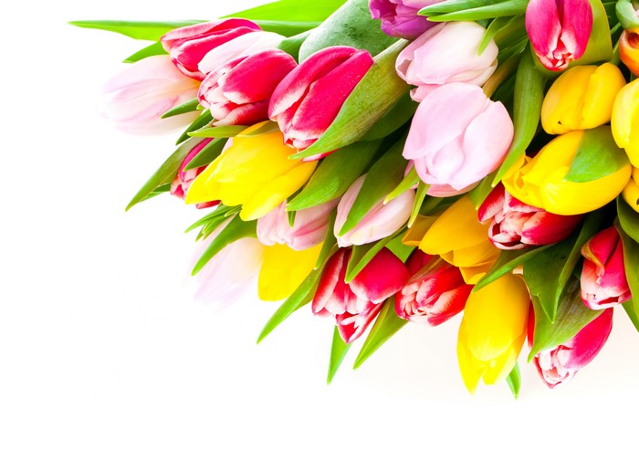 Many Tulips