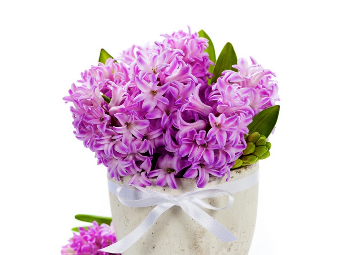 Pink Hyacinths in a Pot with White Bow