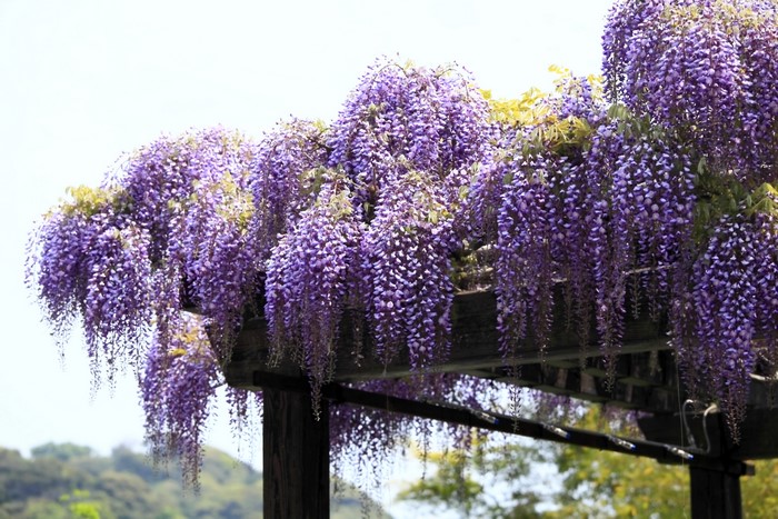 Purple Wisteria flowers hanging from a wooden pergola