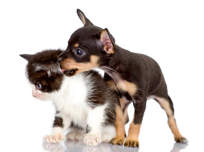Puppy licking a kitten