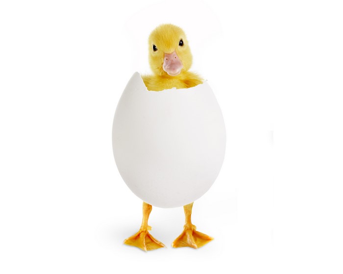 A yellow duckling hatching from a white egg