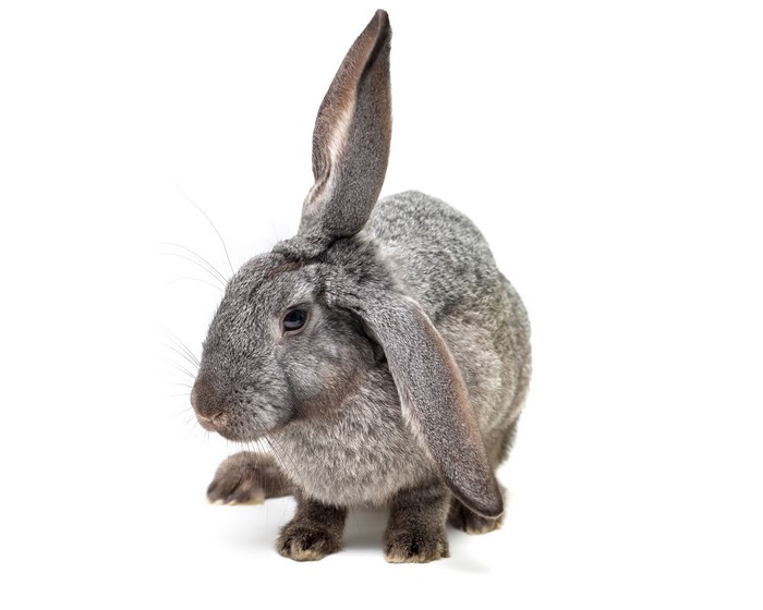 Gray rabbit with long ears