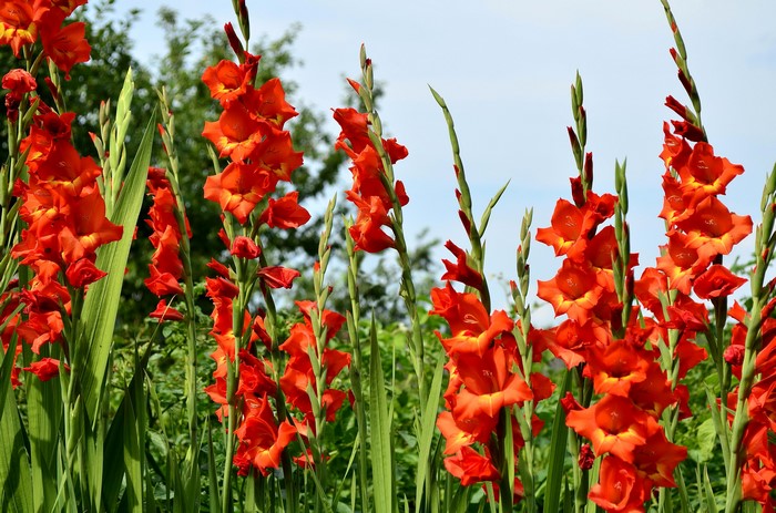 Red Gladioluses in Bloom