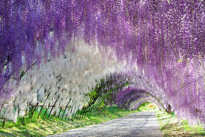 Kawachi Fuji Garden Wisteria Tunnel