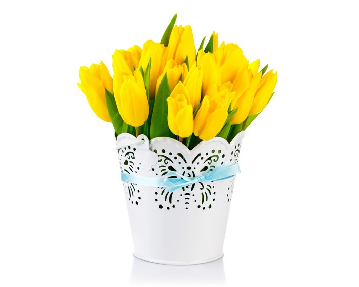 Yellow Tulips in a White Vase with Blue Bow