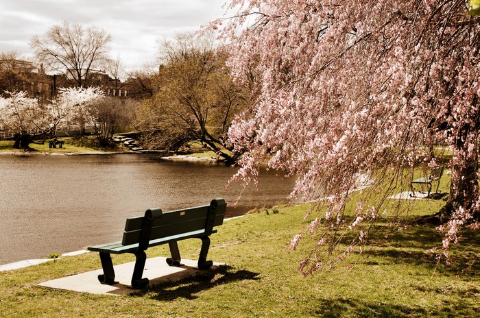 Park bench by pond with flowering trees in Massachusetts