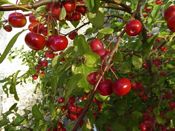 Red cherries on a tree branch