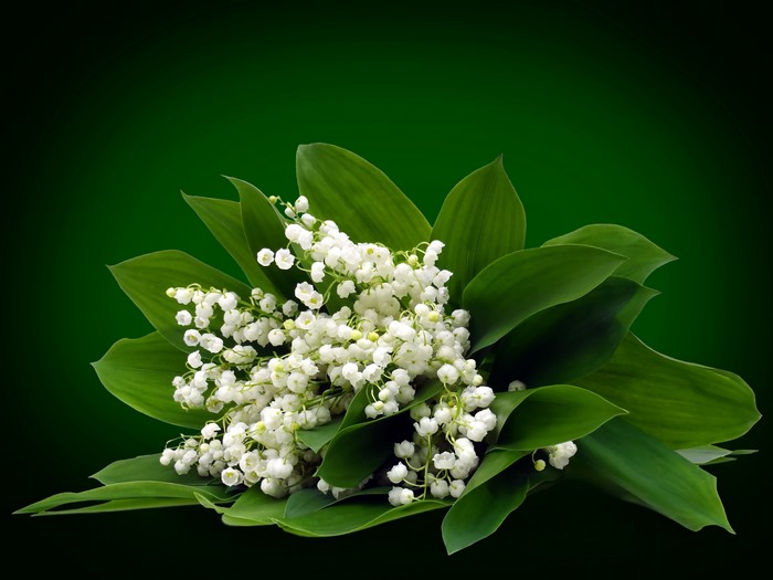 Bouquet of Lilies of the Valley with Green Foliage