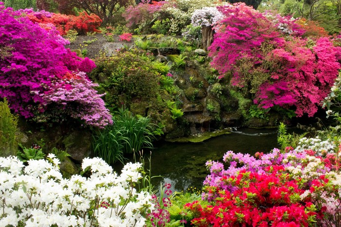 Bodnant Gardens Rhododendrons and Pond in Wales