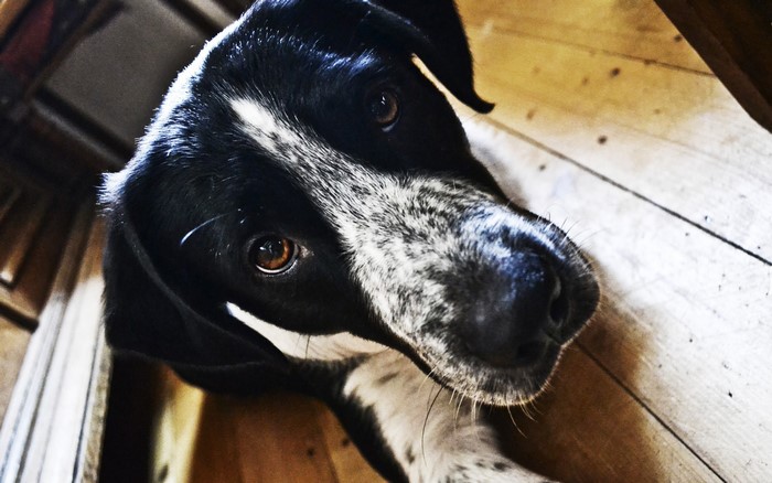 Close-up of a black and white dog's face