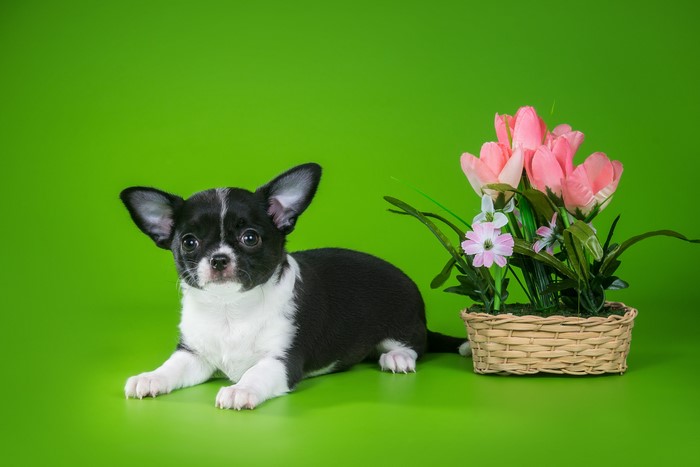 Black and white Chihuahua puppy with pink tulips