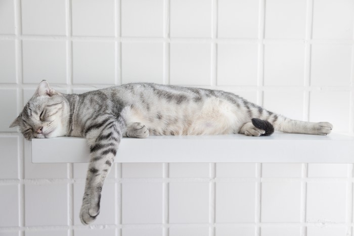 Cat sleeping on a shelf