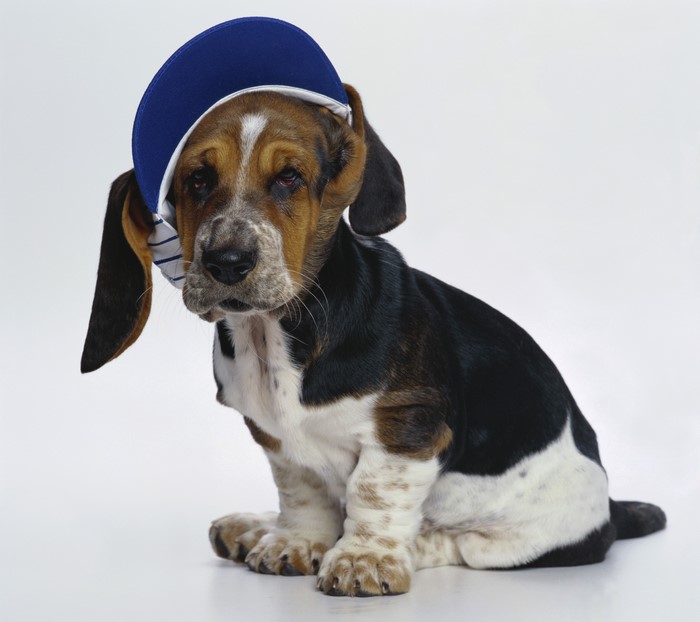 Basset Hound puppy wearing a blue baseball cap