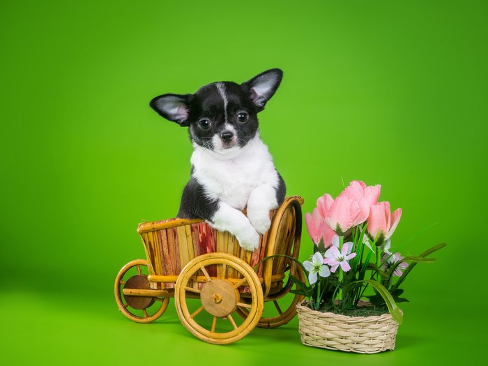 Chihuahua puppy in a wooden cart with flowers