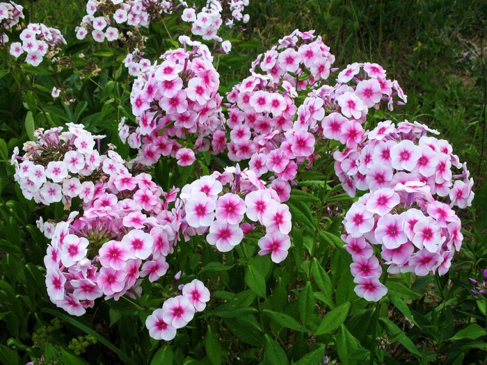 Pink and white Phlox flowers in bloom