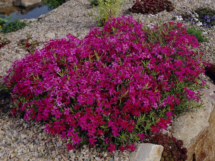 Phlox flowers in a rock garden