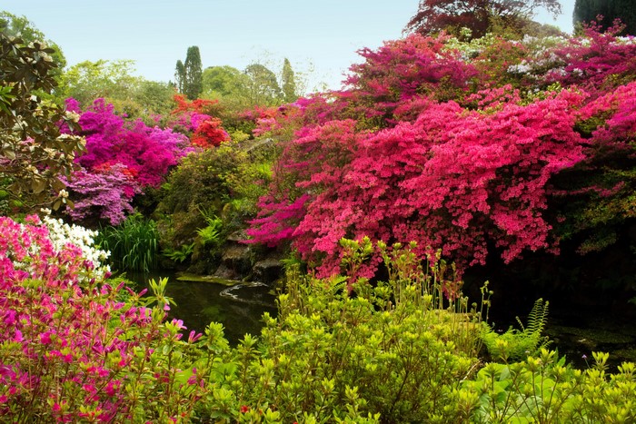 Bodnant Gardens Rhododendrons in Wales