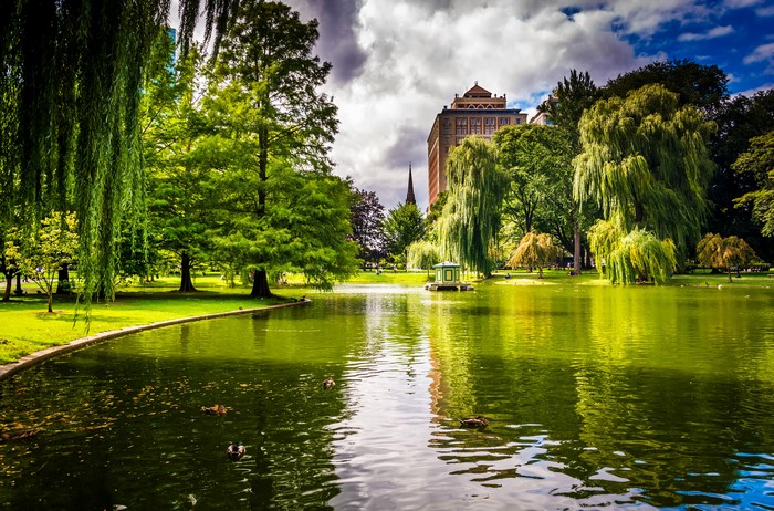 Boston Public Garden Pond with Trees and Buildings