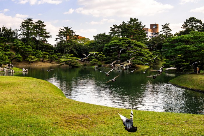 Ritsurin Garden pond with flying pigeons and trees