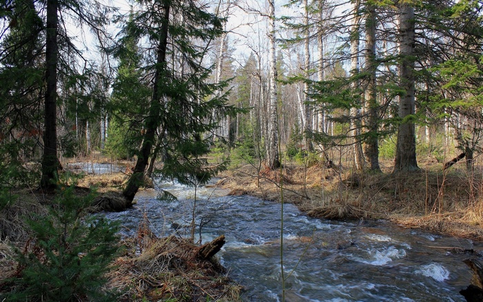 Forest stream flowing through trees in early spring