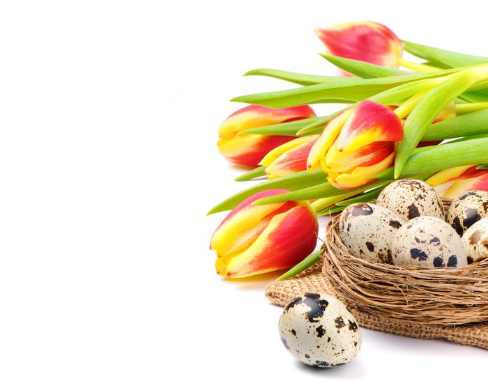 Easter Tulips and Quail Eggs in a Nest