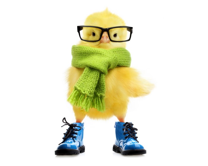 Yellow chick wearing glasses, scarf, and boots