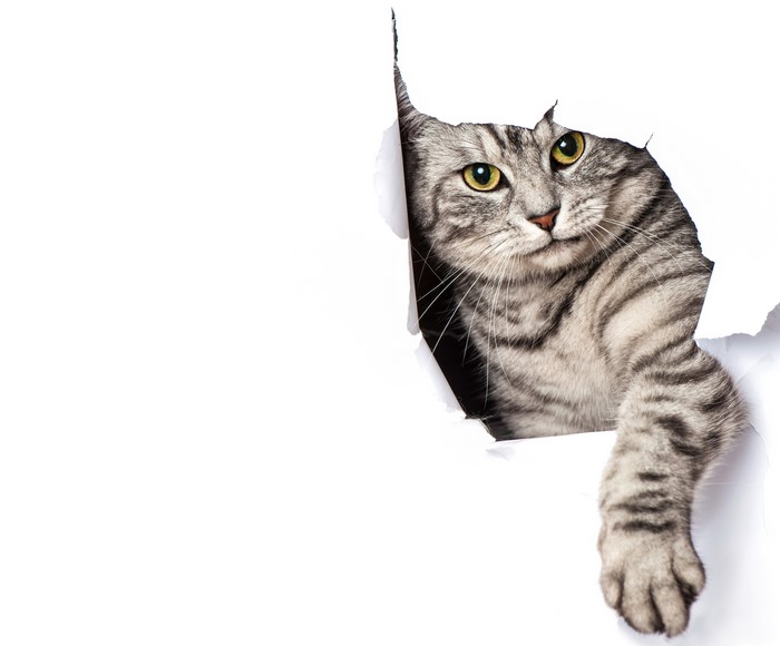 Cat peeking through torn paper