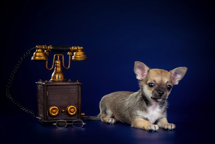 Chihuahua puppy with vintage telephone and glasses