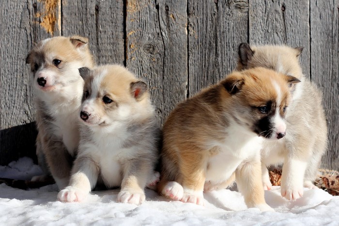 Four puppies sitting in the snow
