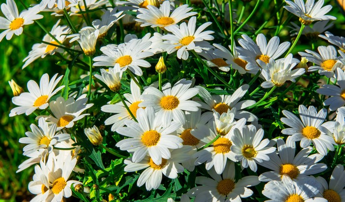 4K Closeup of White Camomiles