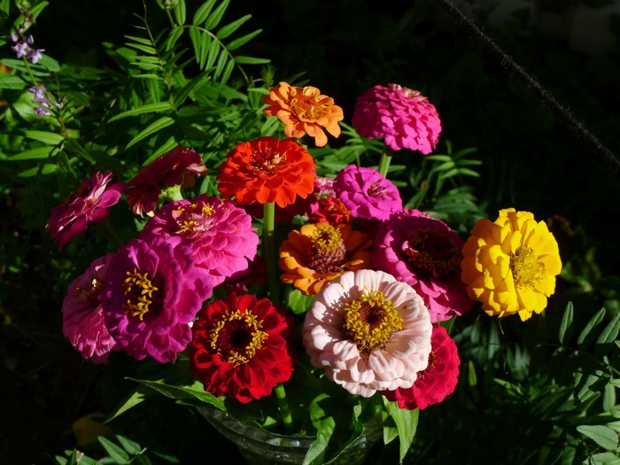 Bouquet of colorful Zinnias in sunlight