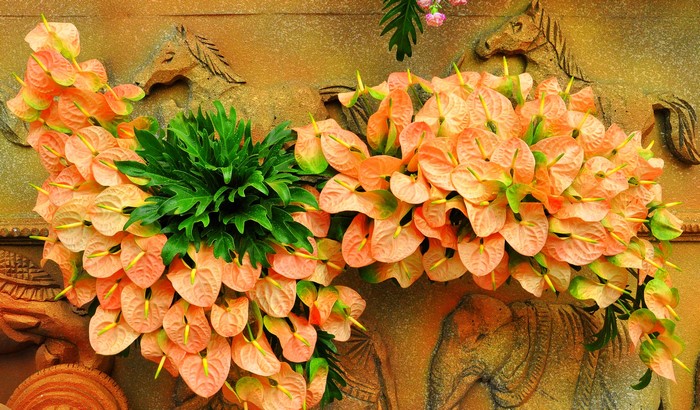 Orange Anthurium flowers with green foliage