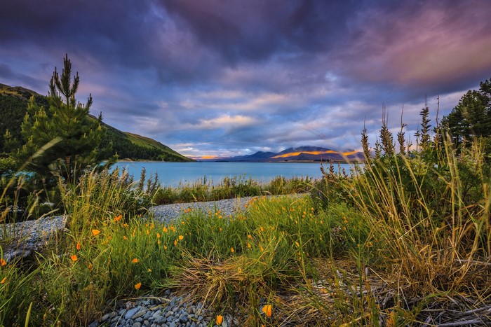 Lake Tekapo, New Zealand Landscape with Flowers and Mountains