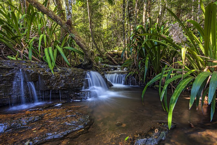 Small waterfall in a lush forest in Queensland, Australia