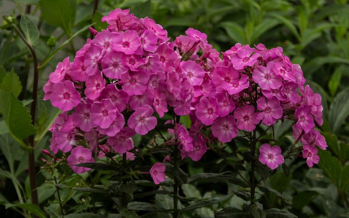 Pink Phlox flowers in bloom