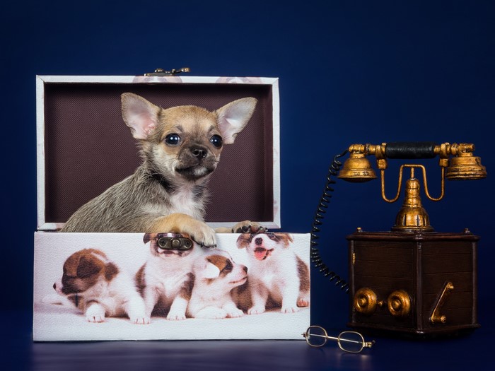 Chihuahua puppy in a box with a vintage telephone