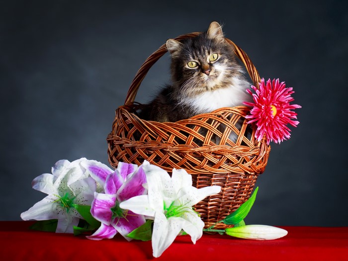 Cat in a Wicker Basket with Flowers