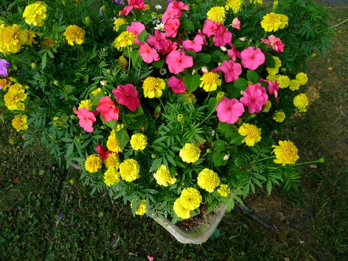 Pink and Yellow Flowers in a Garden