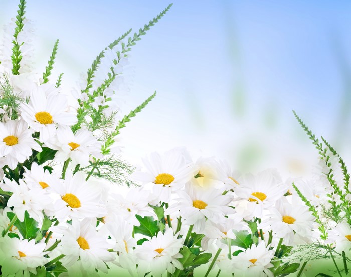 White Camomiles and Green Stems on Blue Sky
