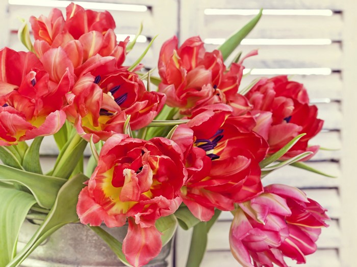 4K Tulips Closeup